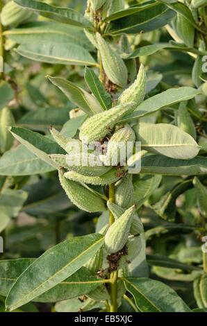 Common milkweed (Asclepias syriaca) Stock Photo
