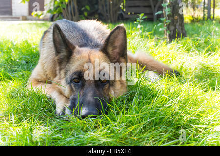 German Shepherd dog lies on grass in the garden and devoted eyes looking into the camera