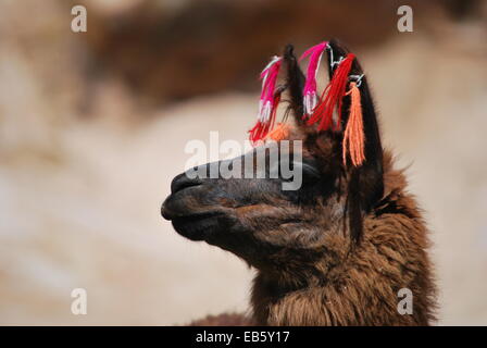 Lama in Bolivia Stock Photo