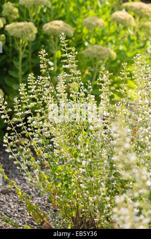 Lesser calamint (Calamintha nepeta) Stock Photo