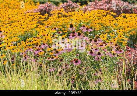 Purple cone flower (Echinacea purpurea) and orange cone flower (Rudbeckia fulgida) Stock Photo