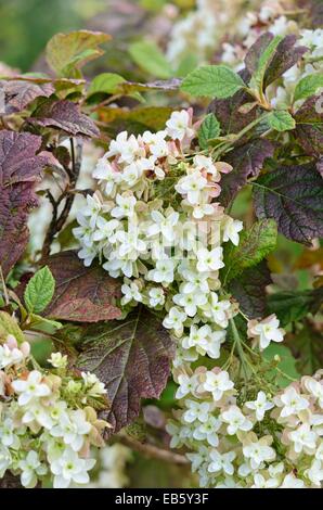 Oak-leaved hydrangea (Hydrangea quercifolia 'Snowflake') Stock Photo