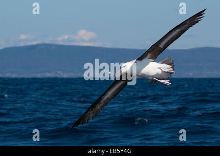 immature Black-browed Albatross (Thalassarche melanophris) in flight Stock Photo