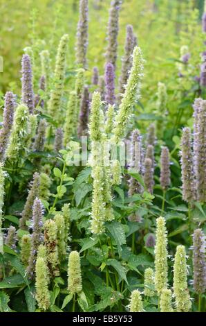 Purple giant hyssop (Agastache rugosa 'Alba') Stock Photo