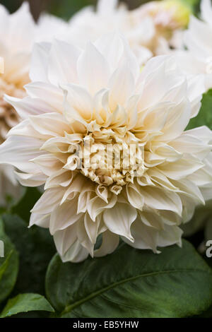 Dahlia 'Cafe Au Lait' growing in an herbaceous border. Stock Photo