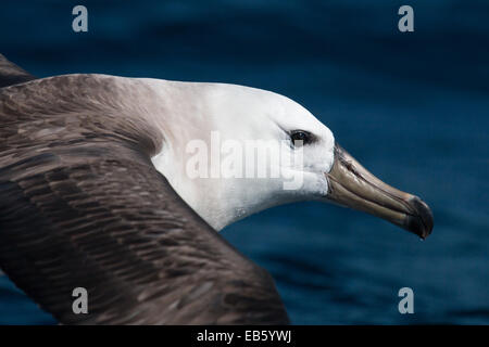 close-up of the head of an immature Black-browed Albatross (Thalassarche melanophris) in flight Stock Photo