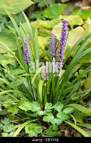 Big blue lily turf (Liriope muscari) Stock Photo