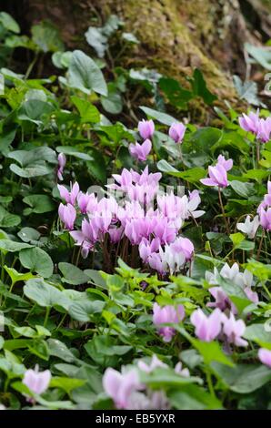 Ivy-leaved cyclamen (Cyclamen hederifolium syn. Cyclamen neapolitanum) Stock Photo