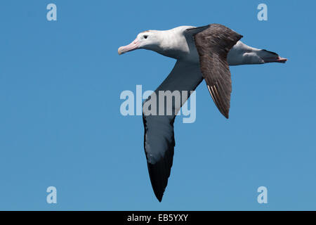 Wandering Albatross (Diomedea exulans) in flight Stock Photo