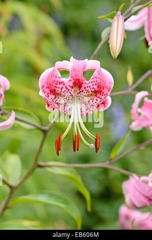 Oriental lily (Lilium speciosum 'Rubrum') Stock Photo