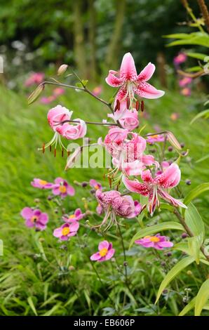Oriental lily (Lilium speciosum 'Rubrum') and Japanese anemone (Anemone hupehensis var. japonica) Stock Photo