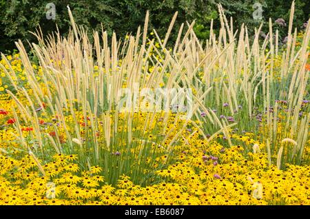 African feather grass (Pennisetum macrourum 'White Lancer') and orange cone flower (Rudbeckia fulgida) Stock Photo