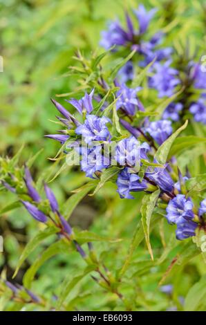 Willow gentian (Gentiana asclepiadea) Stock Photo