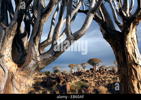 Quiver Tree (Aloe dichotoma) Forest - Keetmanshoop, Namibia, Africa Stock Photo
