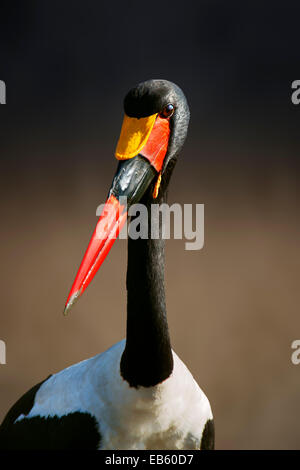 Saddle-billed stork (Ephippiorhynchus senegalensis) portrait close-up - Kruger National Park (South Africa) Stock Photo