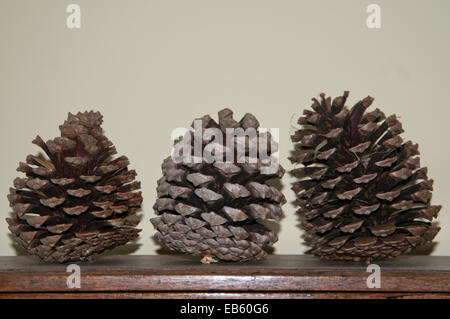 Three pine cones in a row Stock Photo