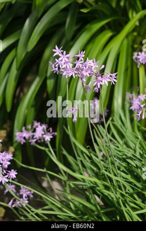 Society garlic (Tulbaghia violacea) Stock Photo