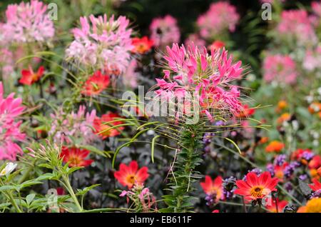 Spider flower (Tarenaya hassleriana syn. Cleome hassleriana) Stock Photo