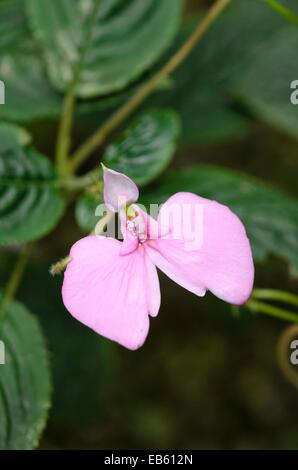 Balsam (Impatiens stuhlmannii) Stock Photo