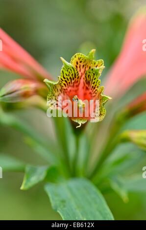 Peruvian lily (Alstroemeria brasiliensis) Stock Photo