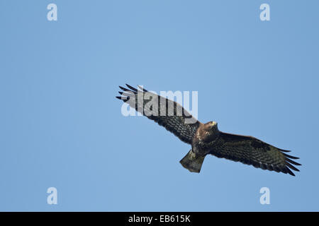 Migrating Common Buzzard, juvenile in flight (Buteo buteo) Stock Photo