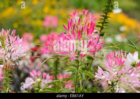 Spider flower (Tarenaya hassleriana syn. Cleome hassleriana) Stock Photo