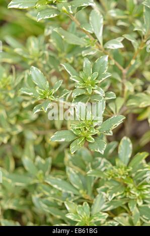 Stiffleaf cheesewood (Pittosporum crassifolium 'Variegatum') Stock Photo