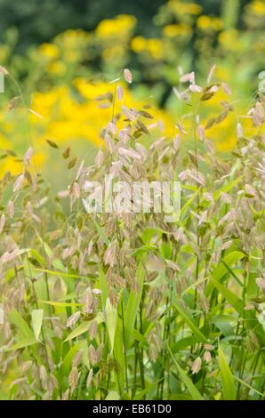Bamboo grass (Chasmanthium latifolium syn. Uniola latifolia) Stock Photo