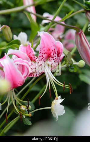 Oriental lily (Lilium speciosum 'Rubrum') and Japanese anemone (Anemone hupehensis var. japonica) Stock Photo