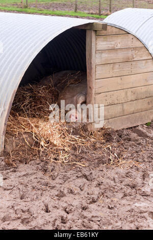 Gloucestershire Old Spot pig laying down in its sty at children's farm Odds Farm, Wooburn Common, Buckinghamshire, UK Stock Photo