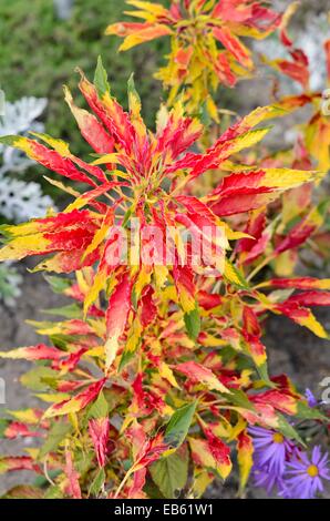 Joseph's coat amaranth (Amaranthus tricolor 'Perfecta') Stock Photo