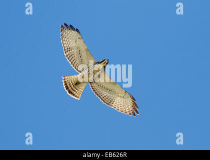 BROAD-WINGED HAWK (Buteo platypterus) on autumn migration to South America, Curry Hammock State Park, Little Crawl Key, Florida, Stock Photo