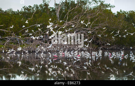 SNOWY EGRET (Egretta thula), GREAT EGRET (Ardea alba) and ROSEATE SPOONBILL (Ajaja ajaja), Everglades National Park, Florida, US Stock Photo