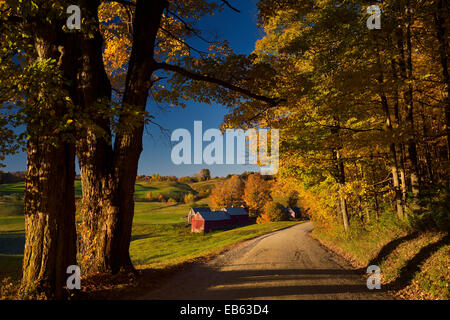 Jenne Road farm in Reading Vermont USA with trees in colorful Fall foliage at dawn with orange maple trees in Autumn Stock Photo