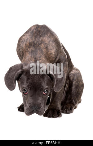 grey cane corso puppy dog in front of a white background Stock Photo