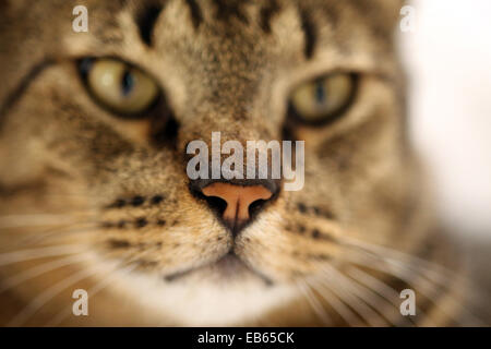 Selective Focus of nose of domestic cat Stock Photo