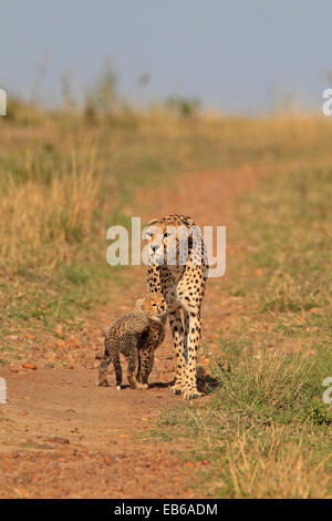 Female Cheetah walking down a track with a cub in the Masai Mara Kenya Stock Photo