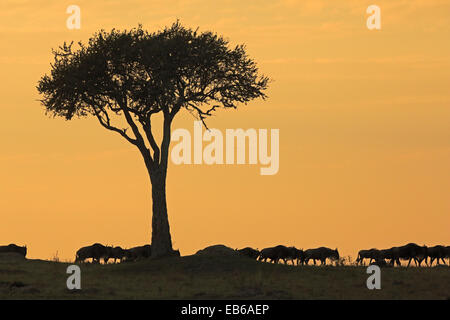 A line of Wildebeest on the horizon at sunset in the Masai Mara Kenya Stock Photo