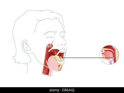 HYPOGLOSSAL NERVE, DRAWING Stock Photo