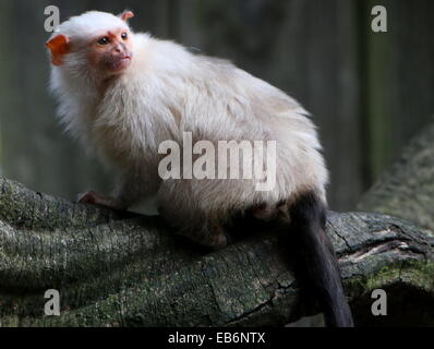 South American  Silvery marmoset (Mico argentatus, Callithrix argentata) facing backwards Stock Photo