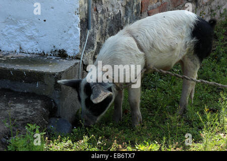 A free range pig in a farmers pasture on a farm in Cotacachi, Ecuador Stock Photo