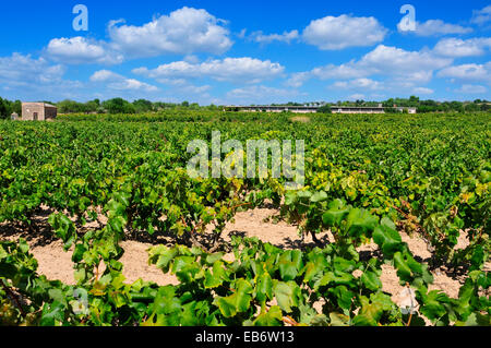 view of a vineyard with ripe grapes in Tarragona, Catalonia, Spain Stock Photo