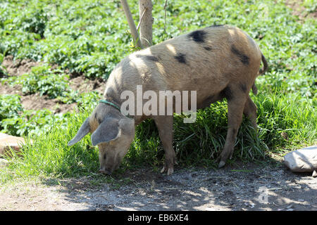 A free range pig in a farmers pasture on a farm in Cotacachi, Ecuador Stock Photo