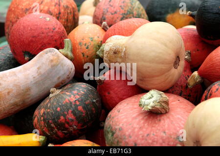 Assortment of Cucurbitaceae various types of squashes, pumpkin, and gourds Stock Photo