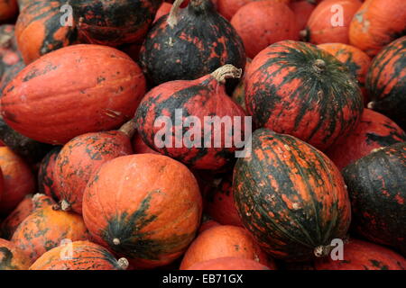Assortment of Cucurbitaceae various types of squashes, pumpkin, and gourds Stock Photo