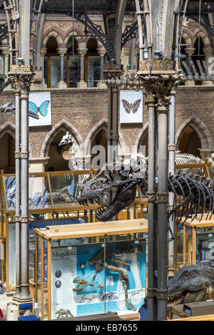 A cast of the skeleton of Stan, an adult T Rex in the central isle of The Oxford University Natural History Museum, OUNHM. Stock Photo