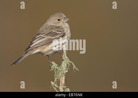 House Finch - Carpodacus mexicanus - female Stock Photo