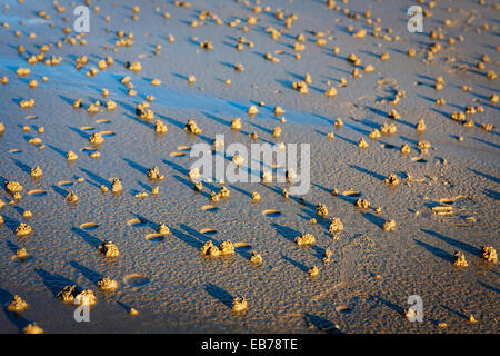 Worm casts on a beach with long evening shadows Stock Photo