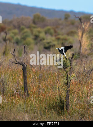 Australian Magpie, Cracticus tibicen Stock Photo