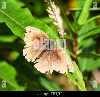A tatty battered old ragged male Meadow Brown (Maniola jurtina) butterfly Stock Photo